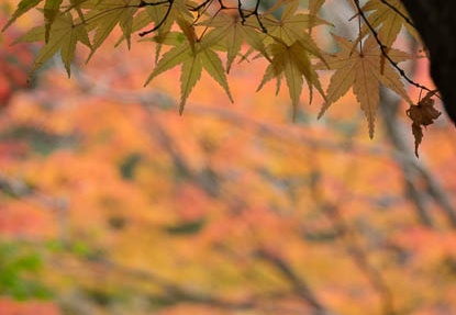 201612011343-DSC01000RX10M3.jpg