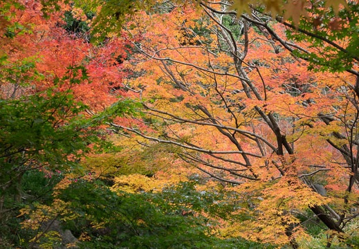 201612011344-DSC01003RX10M3.jpg