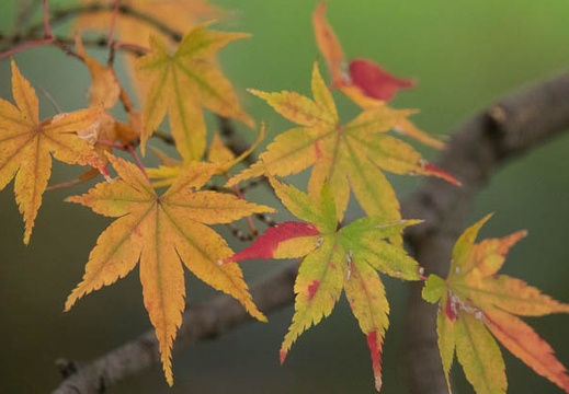 201612011403-DSC01048RX10M3.jpg