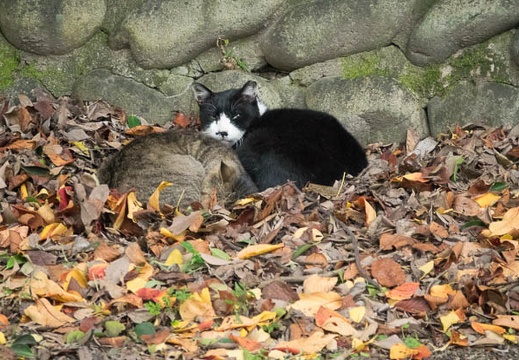 201612011450-DSC01122RX10M3.jpg
