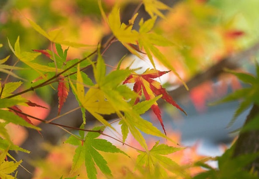 201612041022-DSC01813RX10M3.jpg