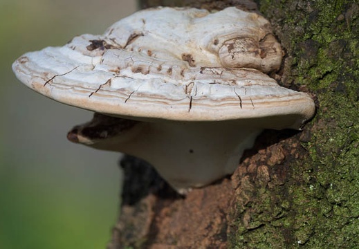 201612051406-DSC02429RX10M3.jpg