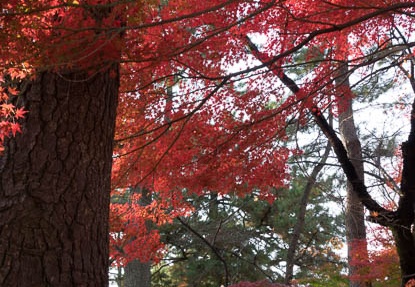 201612051429-DSC02511RX10M3.jpg
