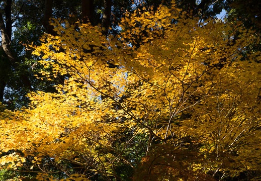 201612071230-DSC01528A77.jpg
