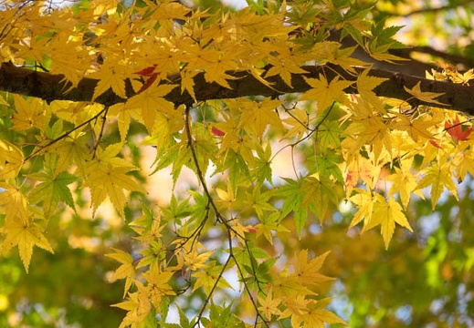201612071400-DSC02836RX10M3.jpg