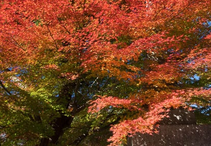 201612081052-DSC03040RX10M3.jpg
