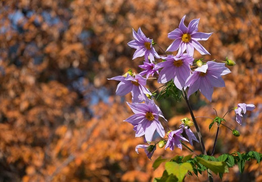 201612081242-DSC03138RX10M3.jpg
