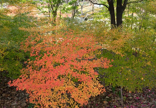 201612081300-DSC03172RX10M3.jpg