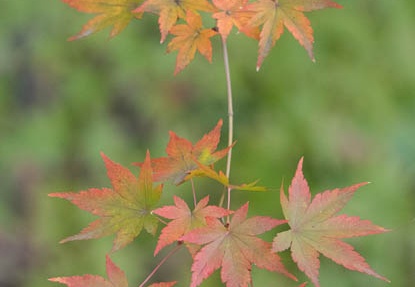 201612081304-DSC03180RX10M3.jpg