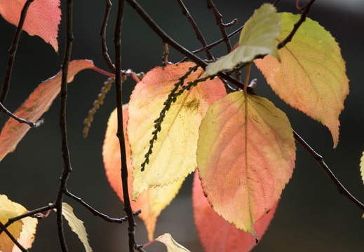 201612091426-DSC03369RX10M3.jpg