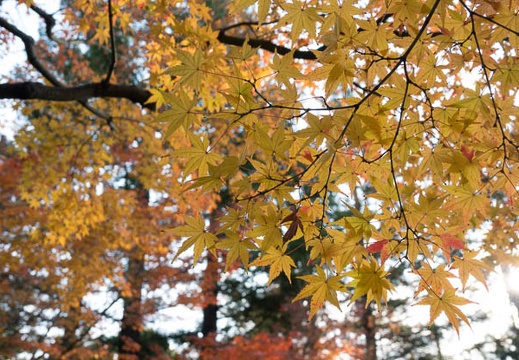 201612091431-DSC03380RX10M3.jpg