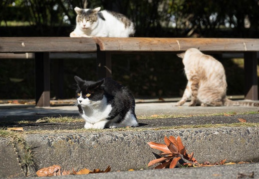 201612141053-DSC03940RX10M3.jpg