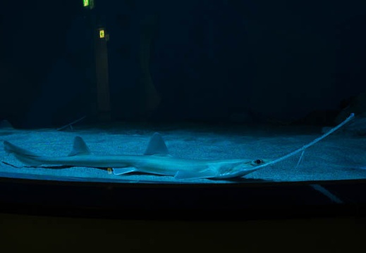 201612141224-DSC04100RX10M3.jpg