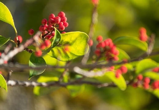 201612161427-DSC04624RX10M3.jpg