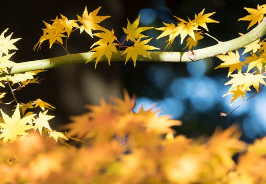 201612161438-DSC04648RX10M3.jpg
