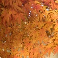 201612161500-DSC04714RX10M3.jpg