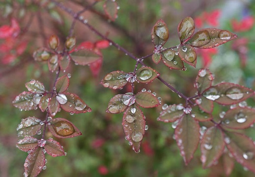 201612221055-DSC05431N6.jpg