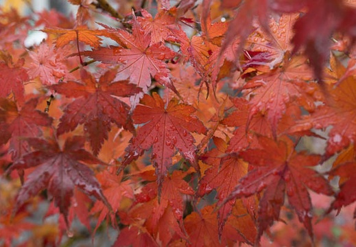 201612221056-DSC05433N6.jpg
