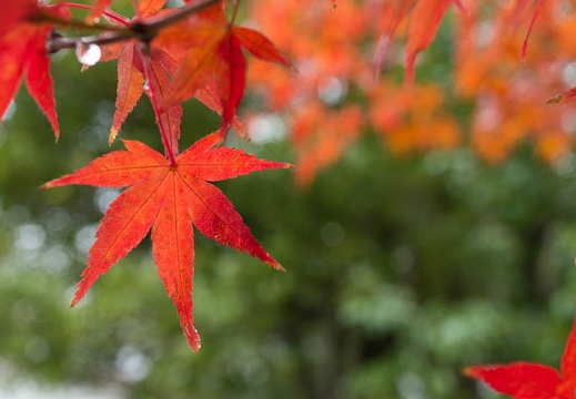 201612221224-DSC05467N6.jpg