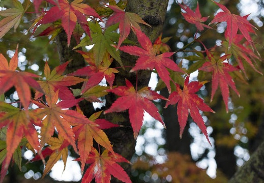 201612221316-DSC05621N6.jpg