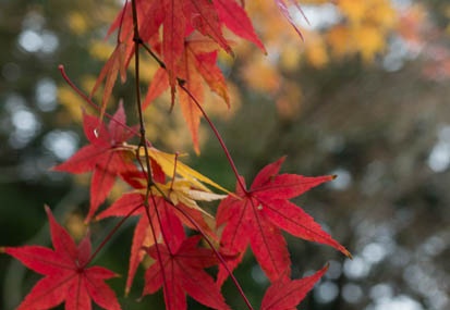 201612221320-DSC05626N6.jpg