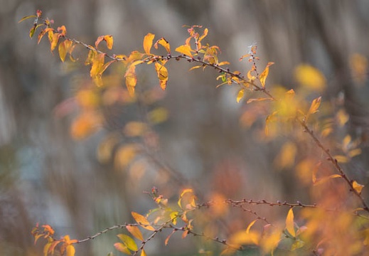201612291157-DSC06729RX10M3.jpg