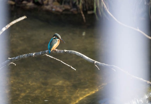 201612301406-DSC06950RX10M3.jpg
