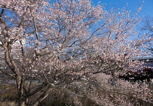 201612301408-DSC06956RX10M3.jpg