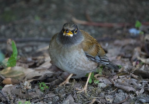 201612301436-DSC07008RX10M3.jpg