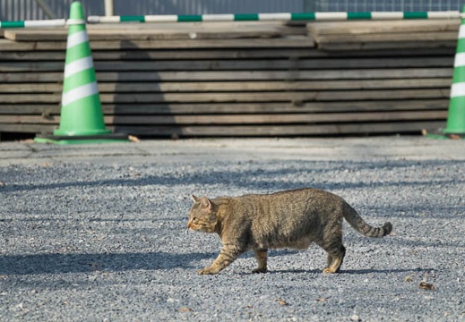 201701201322-DSC01036RX10M3.jpg