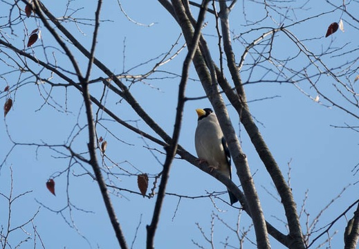201701201347-DSC01099RX10M3.jpg