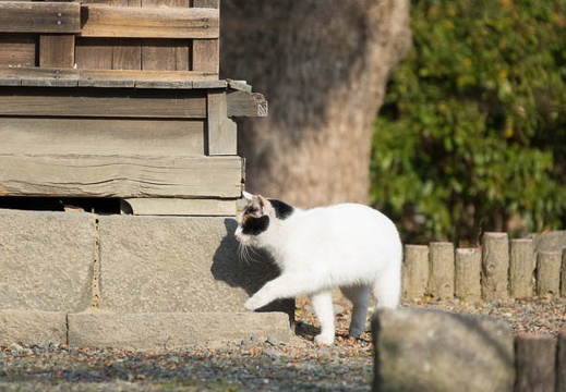 201701201408-DSC01147RX10M3.jpg