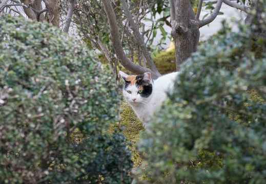 201701201412-DSC01176RX10M3.jpg