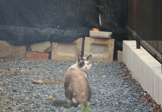 201701271406-DSC03524RX10M3.jpg