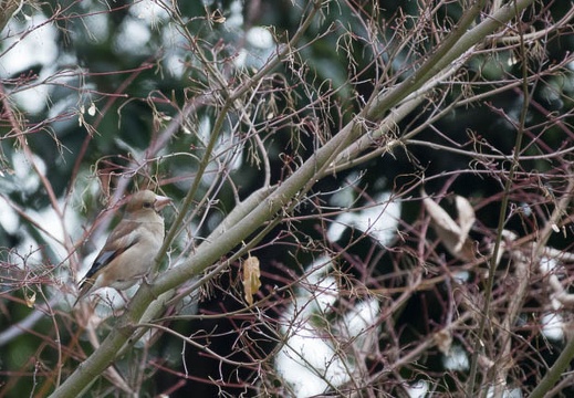 201701271537-DSC03611RX10M3.jpg