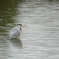 201702141337-DSC07674RX10M3.jpg