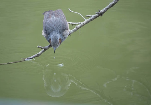201702141338-DSC07678RX10M3.jpg
