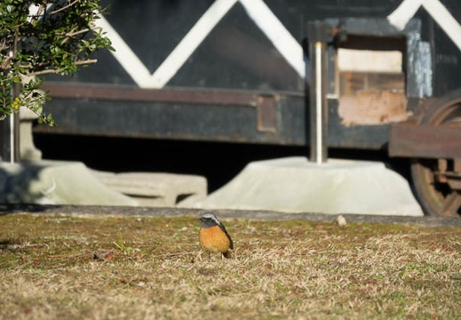 201702141542-DSC07920RX10M3.jpg