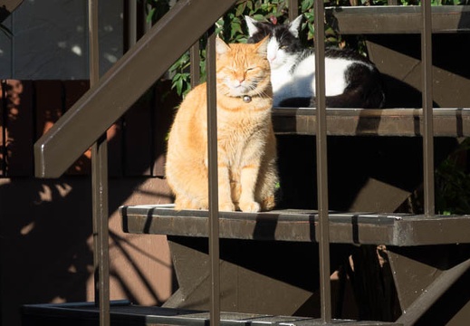 201702141615-DSC07936RX10M3.jpg