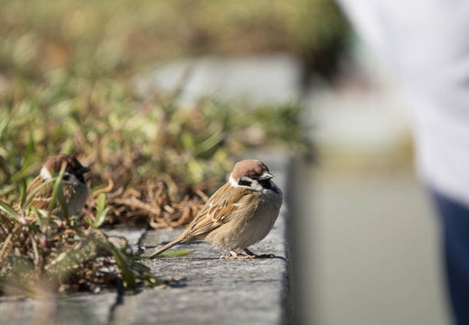 201702151503-DSC08004RX10M3.jpg
