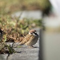 201702151503-DSC08004RX10M3.jpg