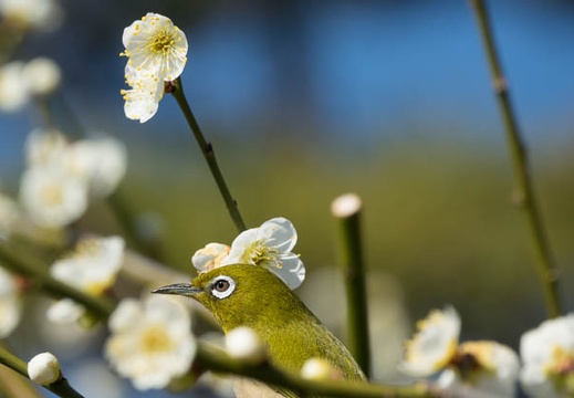 201702281337-DSC01696RX10M3.jpg