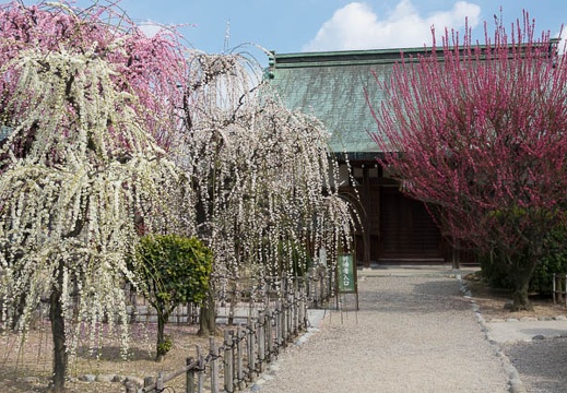 201703091355-DSC04524RX10M3.jpg