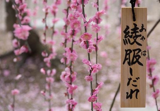 201703091411-DSC04587RX10M3.jpg