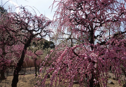 201703091415-DSC04606RX10M3.jpg