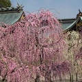 201703091418-DSC04616RX10M3.jpg