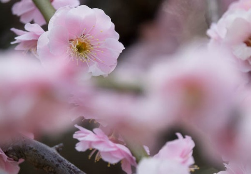 201703091420-DSC04627RX10M3.jpg