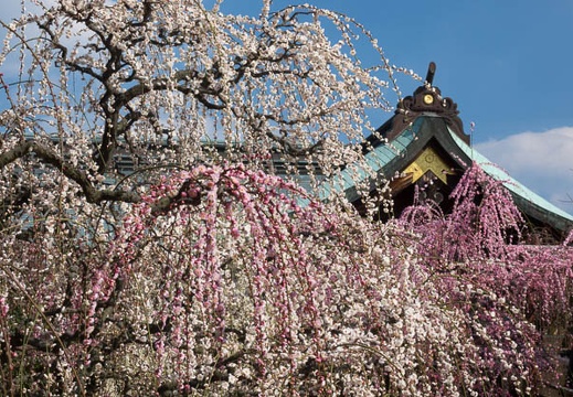 03.09 結城神社の梅
