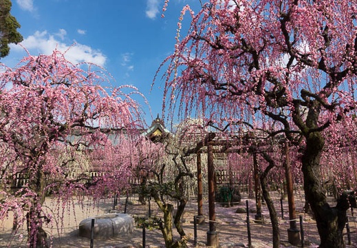 201703091453-DSC04720RX10M3.jpg