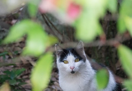 201703091517-DSC04772RX10M3.jpg